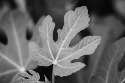 Fig-Leaf.jpg