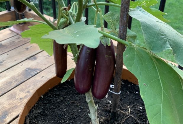 eggplant-plant-DC.jpg